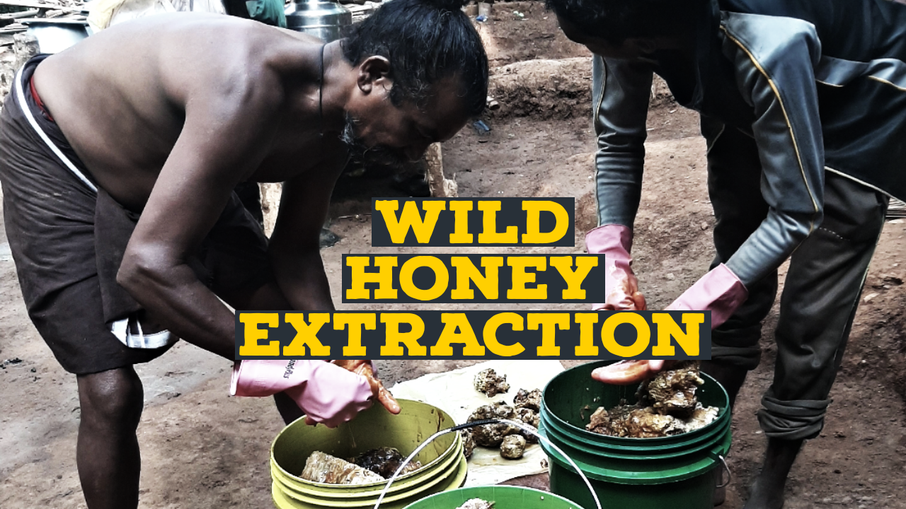 Tribal honey hunter and forest honey imagery