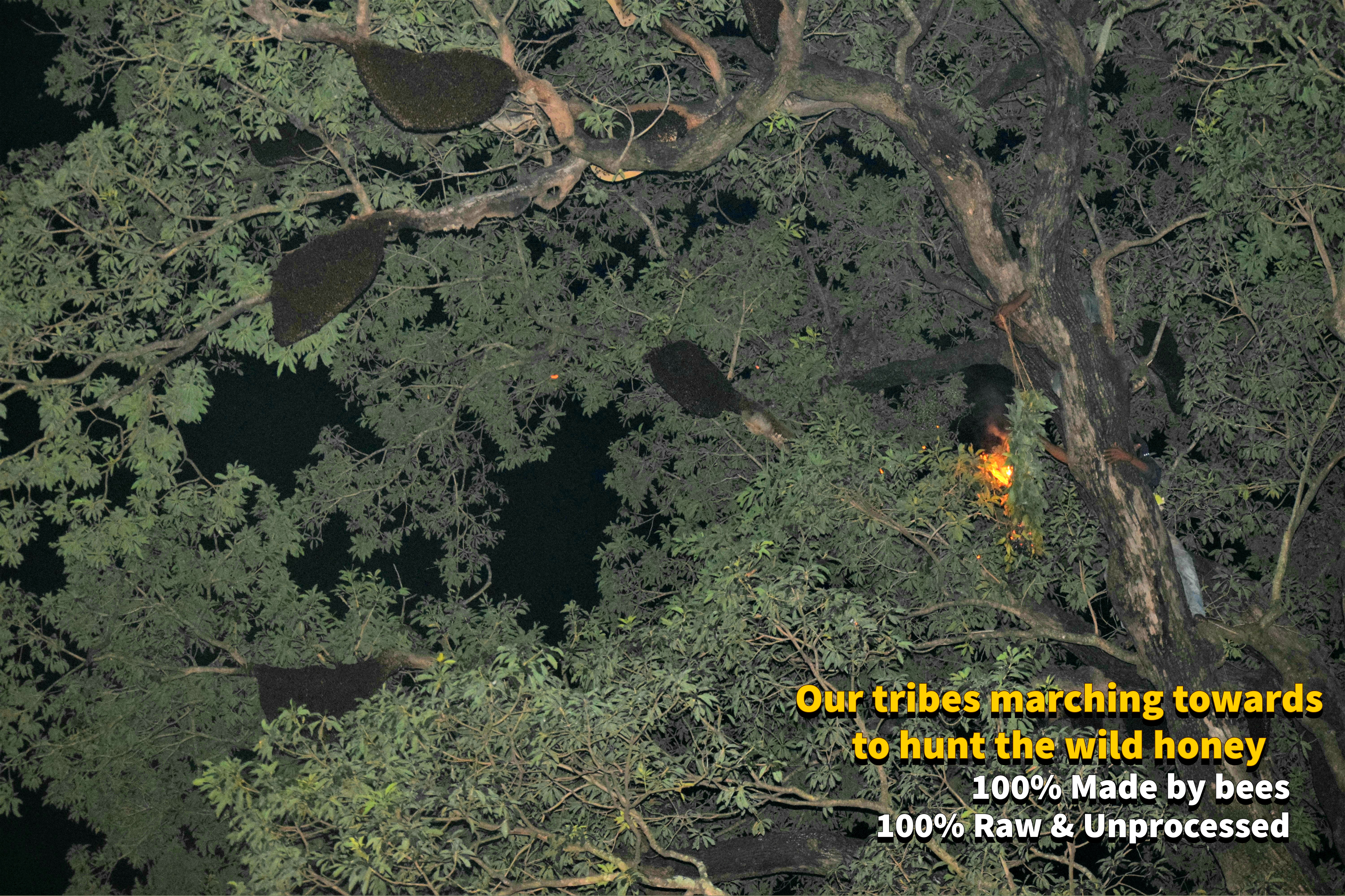 Forest honey hunting expedition